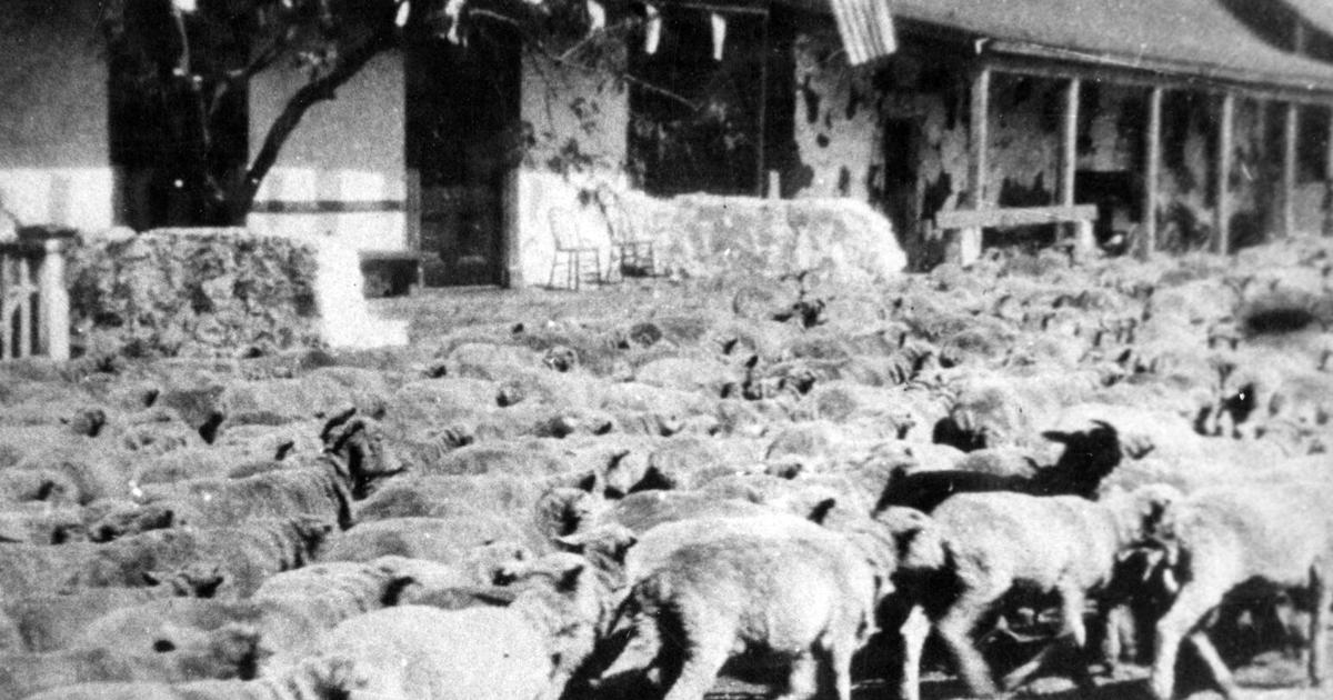 Basque Sheep Reno Then & Now: Basques Find Fortune in Sheep Herding | Soapbox ...