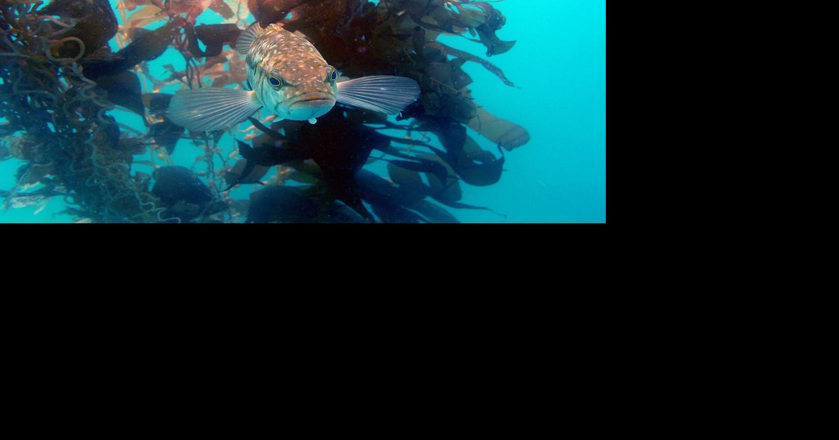 Wheeler North Reef Fish Numbers Not Reaching Mitigation Goals ...