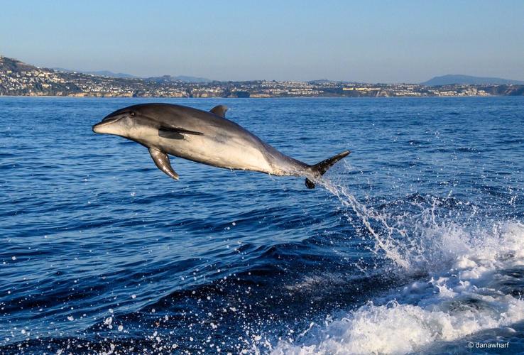 Dolphin 1223