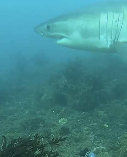 Sharks Returning to Orange County Waters; Scientists Predict ‘Sharky Summer’