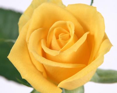 rose -flower-images-free-download-hd-33
