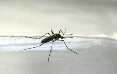 Aedes_Mosquito