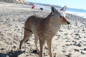 Poche_Coyotes