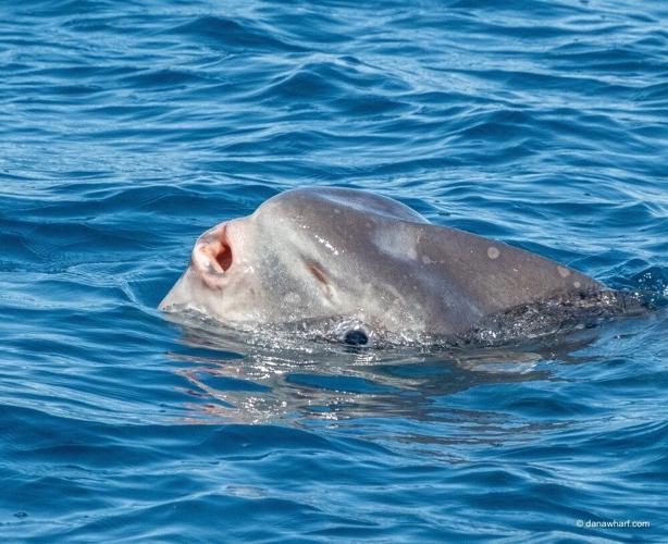 Dana Wharf Whale Report: Blue Whales Make First Appearance of the