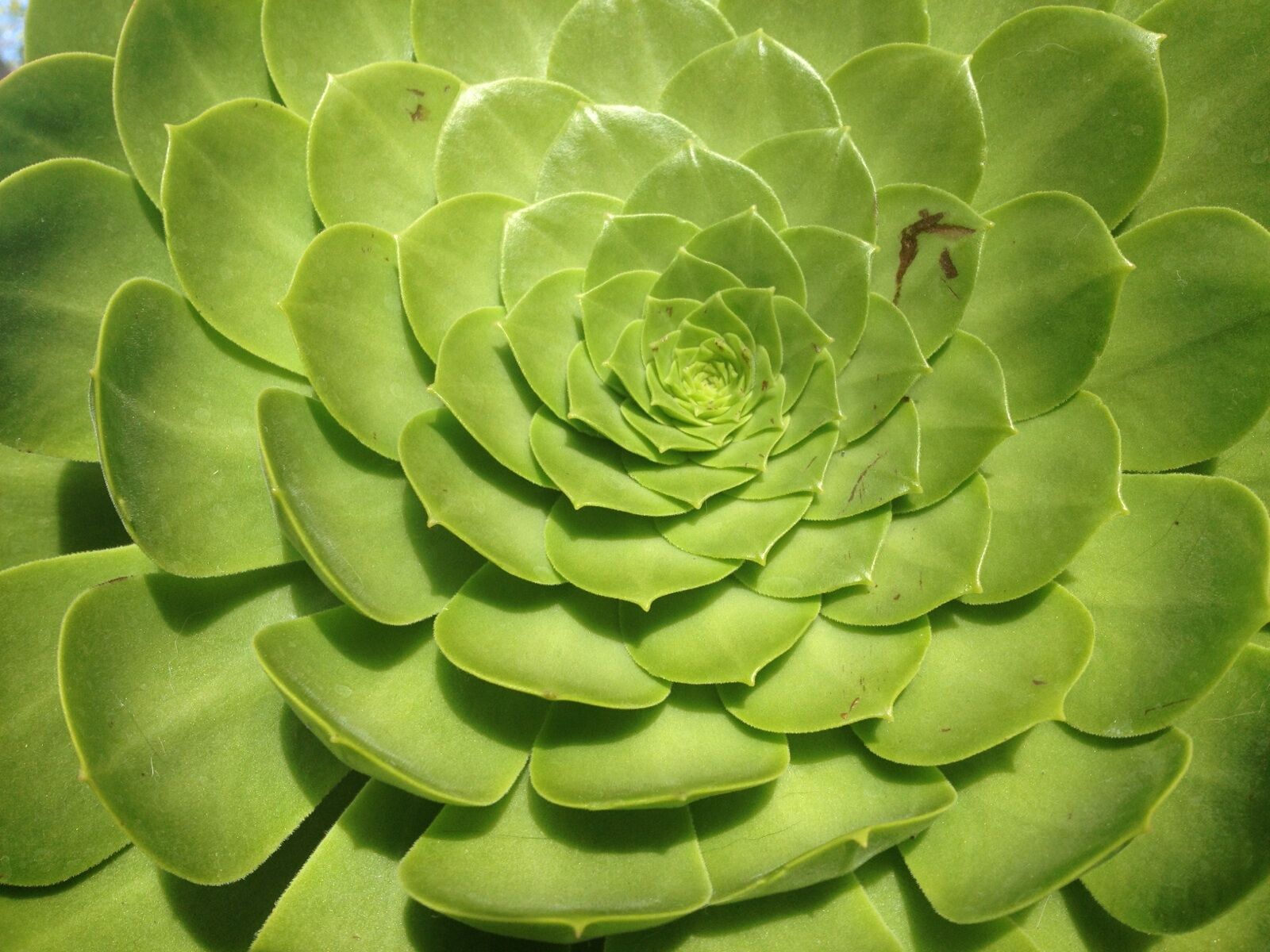 Dirt Therapy: Designing with Succulents as Easy as 1, 2, 3