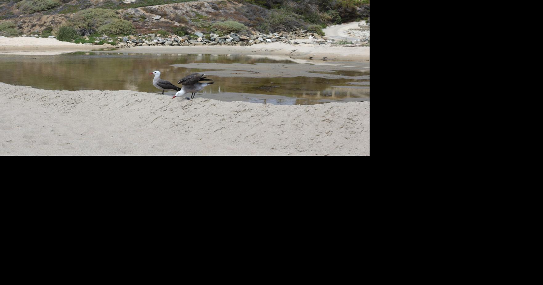 Heal the Bay Lists Monarch Beach as ‘Beach Bummer’ | Eye on DP ...