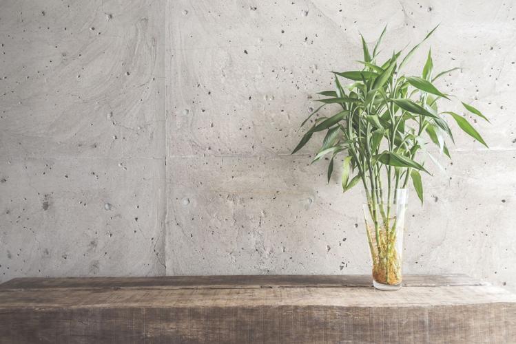 Vase plant decoration with empty room