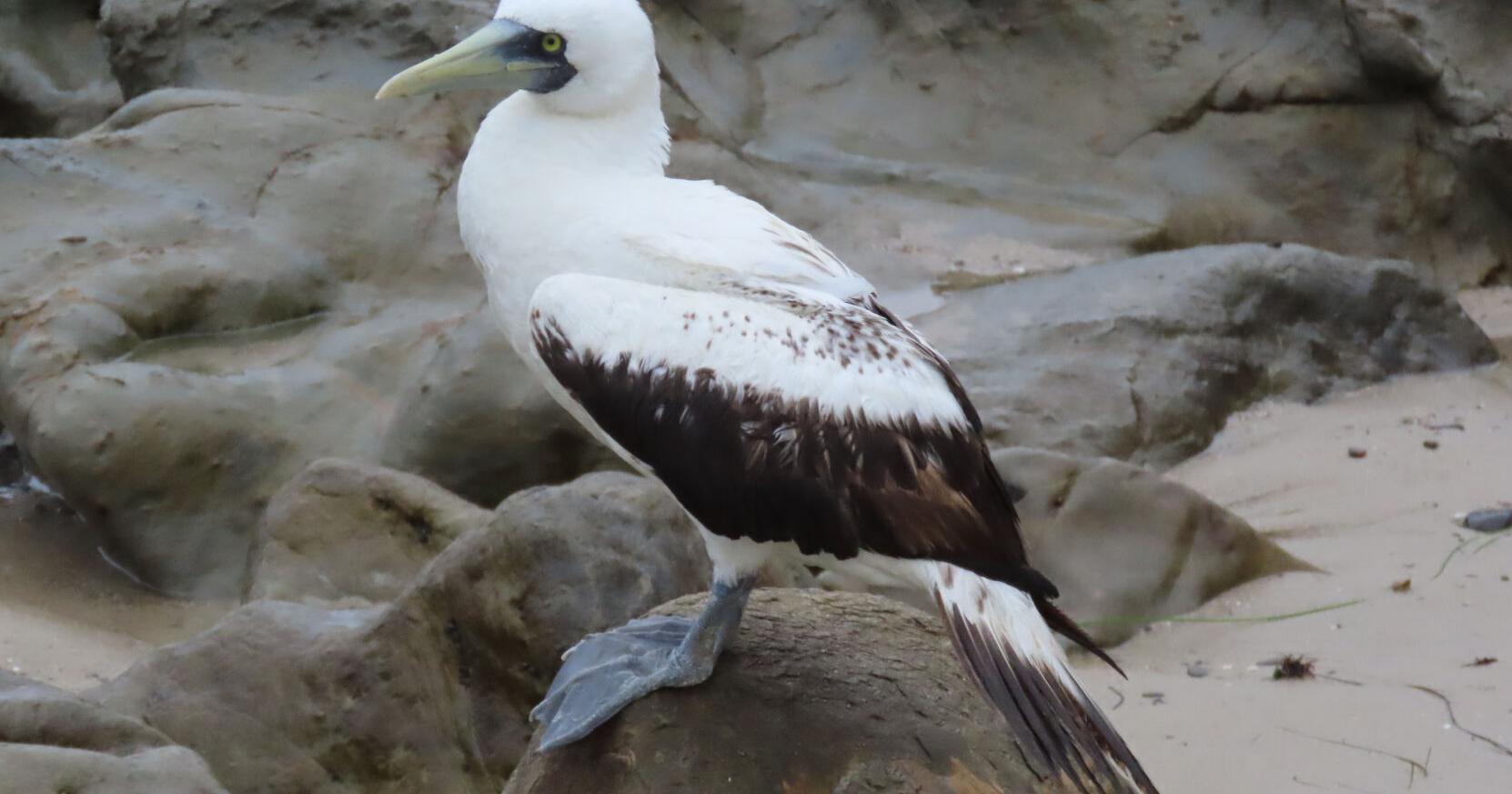 For The Birds: Many Seabirds Can Be Afflicted with Plastic-Induced Illness - Vimarsana News