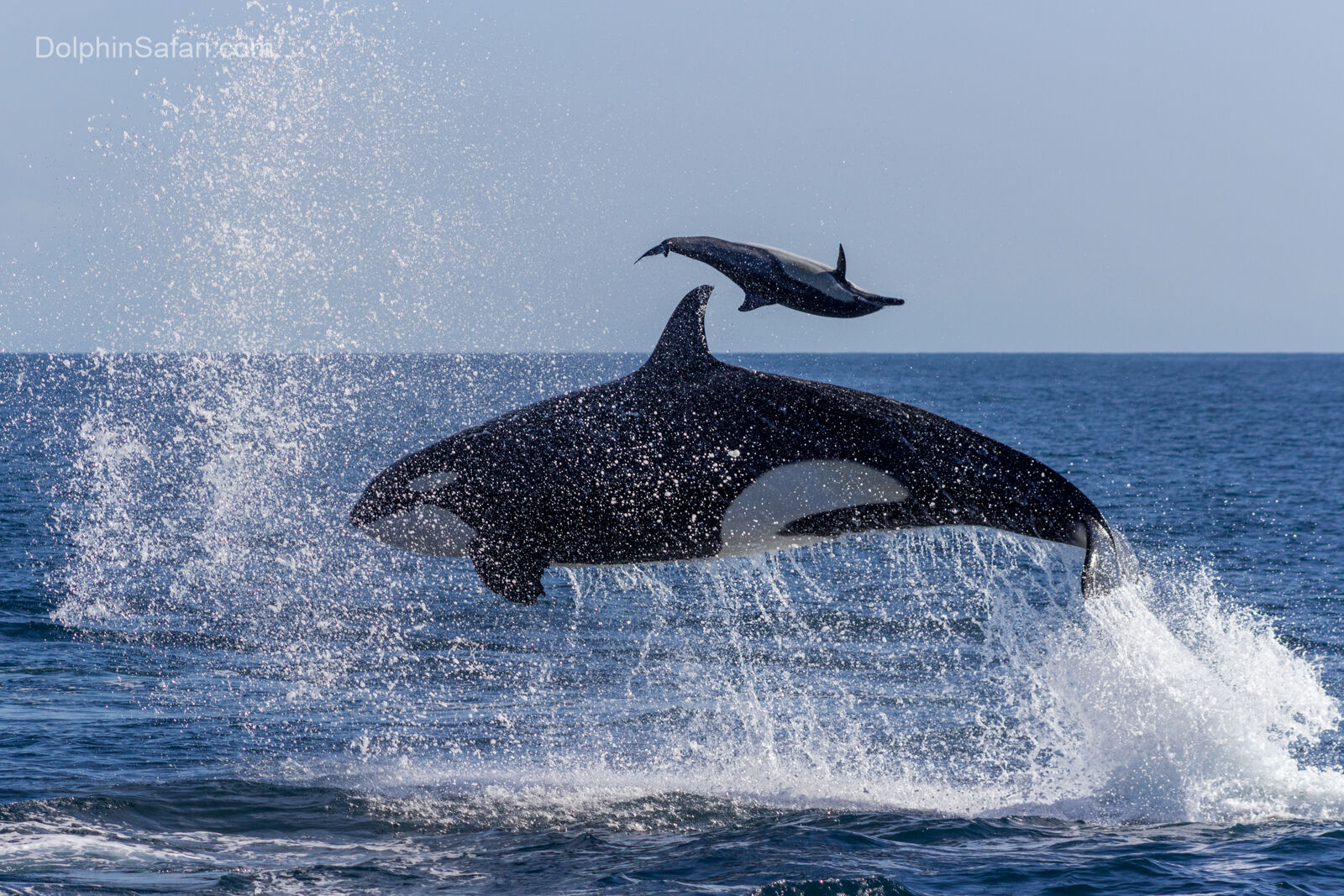 Iceland Whale Watching June in Snaefellsnes & Westfjords