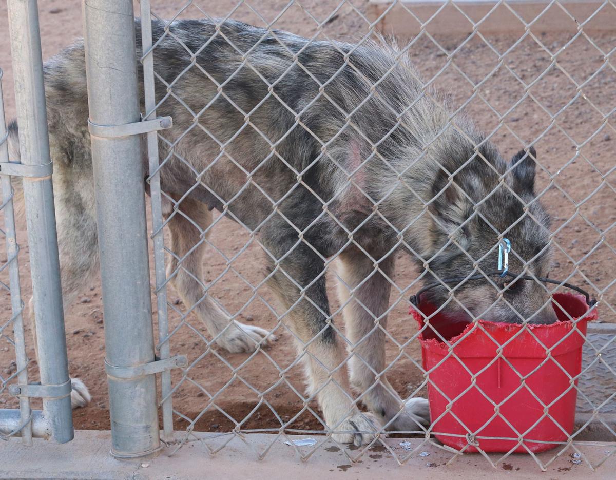 Casa Grande Animal Care and Adoption Center News