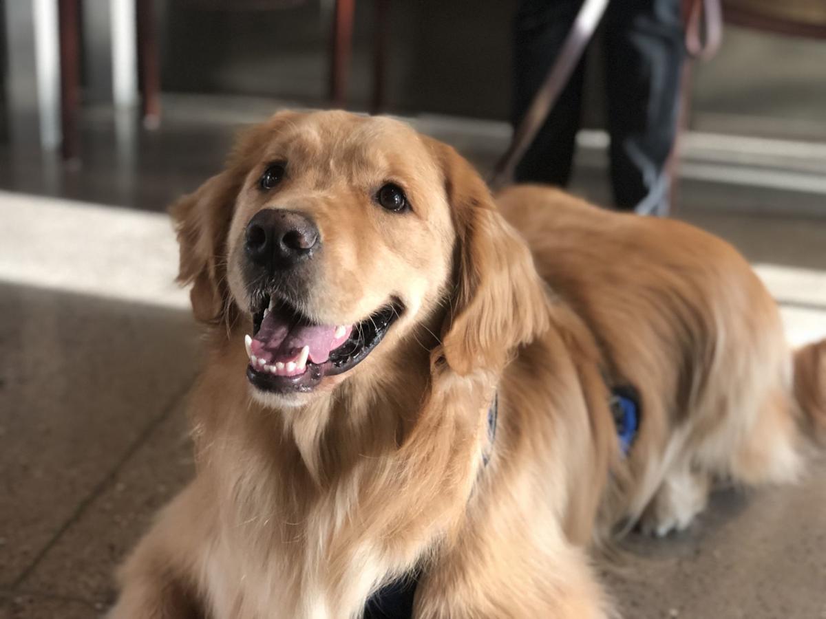 Bailey To The Rescue Mpd Introduces Therapy Dog Area News Pinalcentral Com