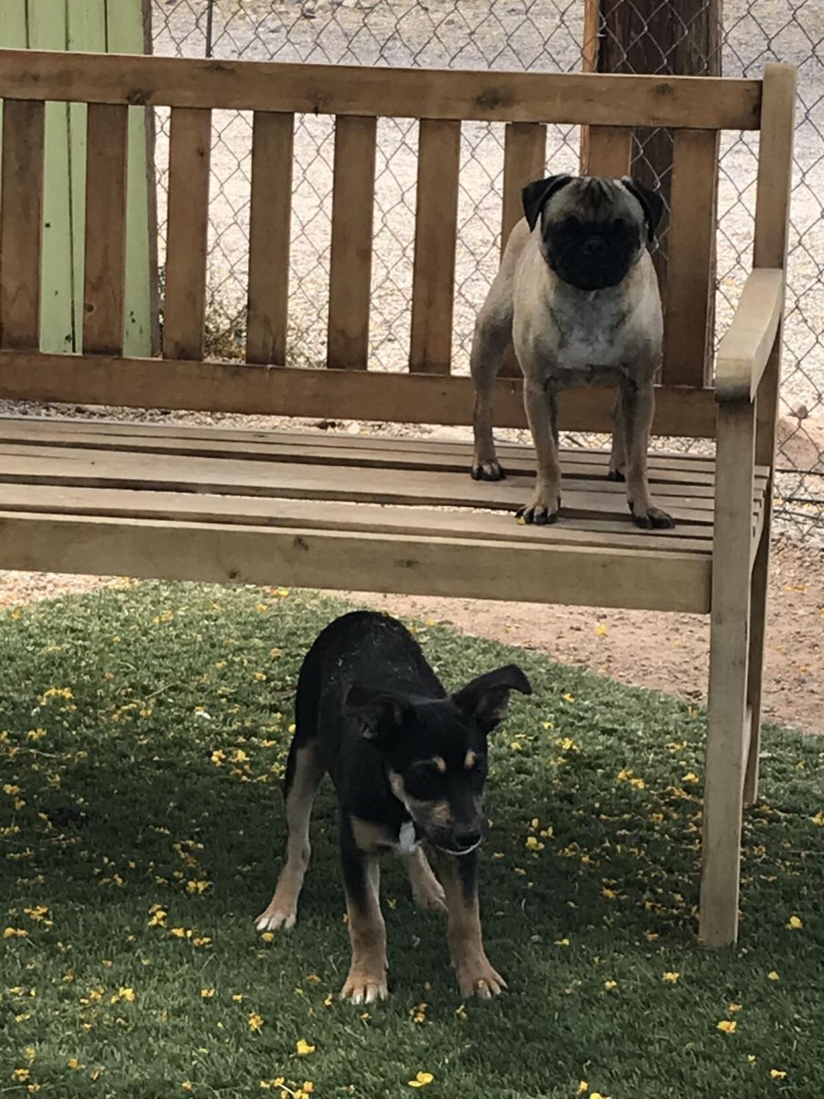 Keeping Fido Happy When Temperatures Rise Pinal Ways Pinalcentral Com