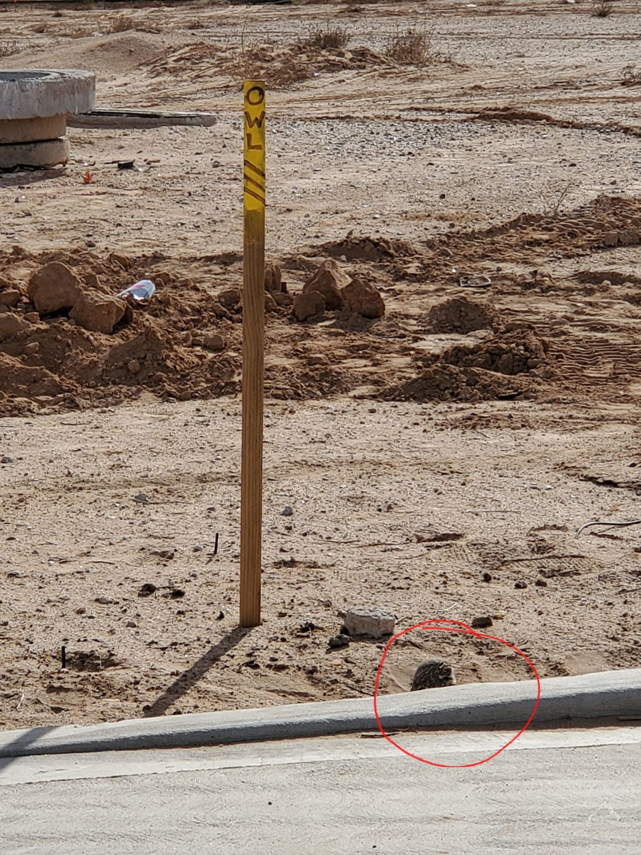 CG residents concerned about burrowing owls as construction continues - Vimarsana News