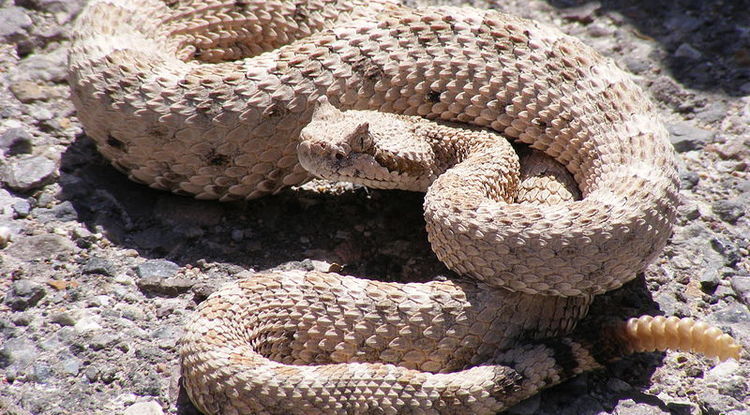 Rattlesnake alert: Confirmed report of venomous snake in NJ neighborhood