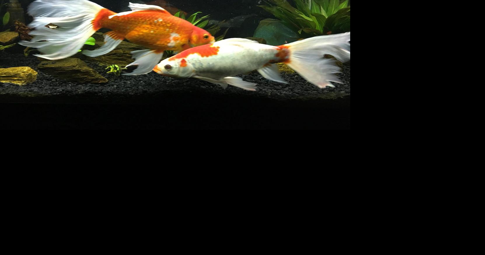 San Tan goldfish rescue brings care for oft-forgotten animals | Casa ...