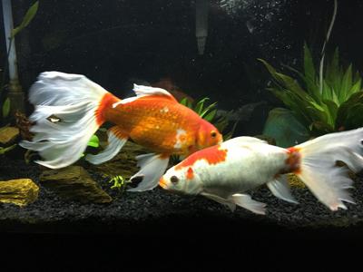 San Tan Goldfish Rescue Brings Care For Oft Forgotten Animals