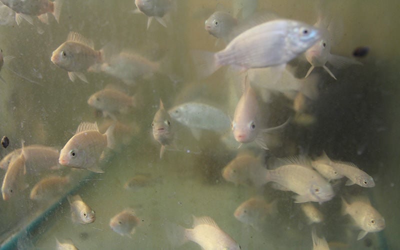 Tilapia Growth Rate Aquaponics