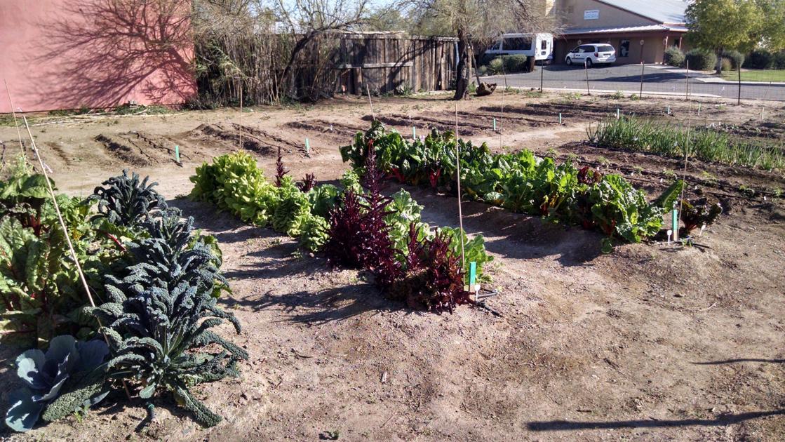 Arizona Gardeners Time to prepare for fall growing season