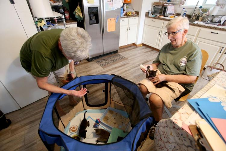 Itty Bitty Bottle Babies kitten rescue News