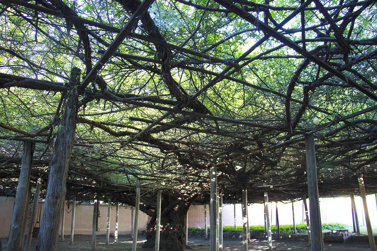 World S Largest Rose Tree In Tombstone For Sale At 1 6m Home And Hearth Pinalcentral Com