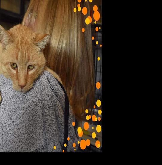 Benefit Aims To Help Cg Area Cats Recreation And Entertainment Pinalcentral Com