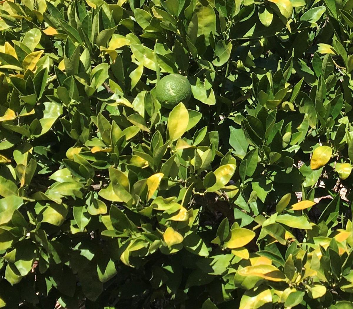 Wallpaper Gibson Summer Heat Brings Stress To Plants Home And Hearth Free HD