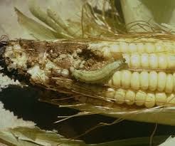 Larvae corn