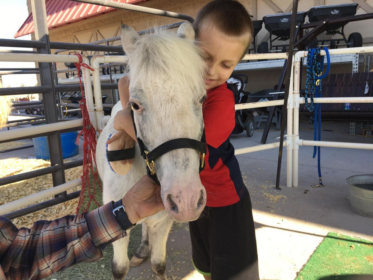 Hug-a-horse therapy in CG helps veterans, seniors and children | Area