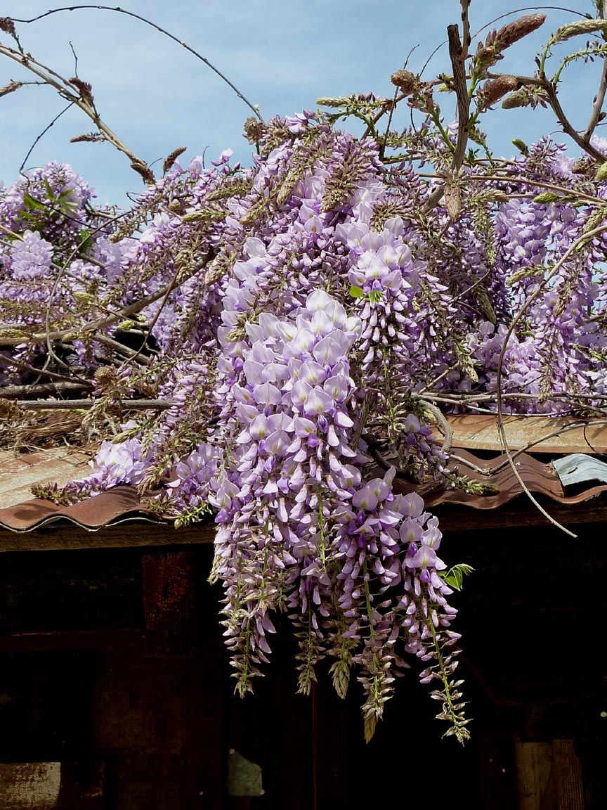 Gibson Use Wisteria As A Colorful Climbing Vine Home And Hearth Pinalcentral Com