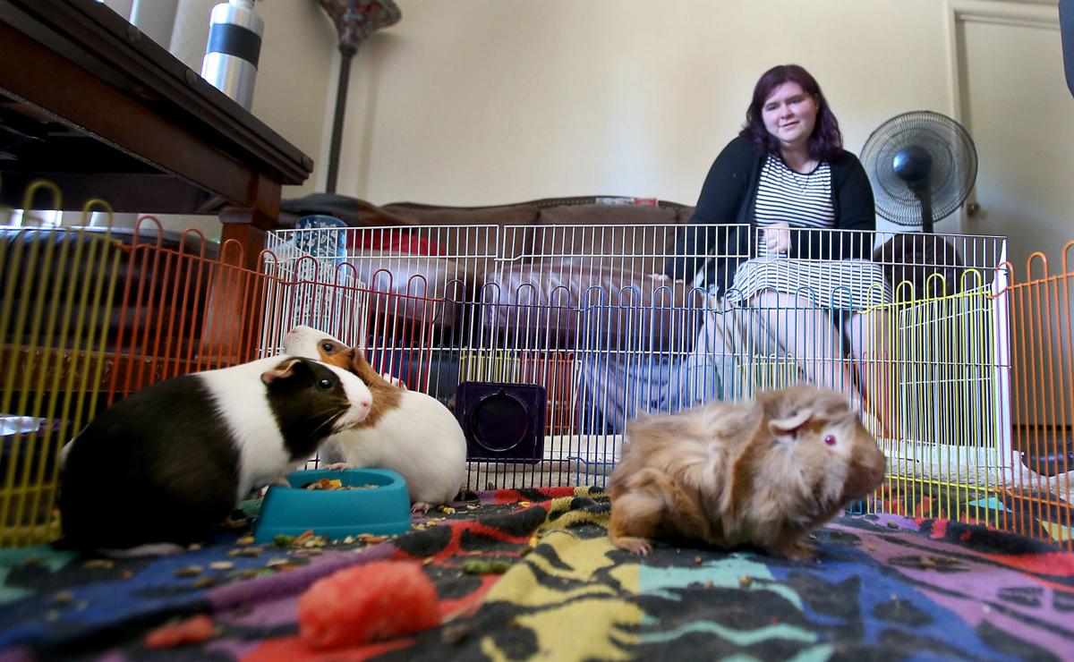 Cg Woman Starts Sanctuary For Unwanted Abandoned Guinea Pigs Area News Pinalcentralcom Cg Woman Starts Sanctuary For Unwanted Abandoned Guinea Pigs Area News Pinalcentralcom
