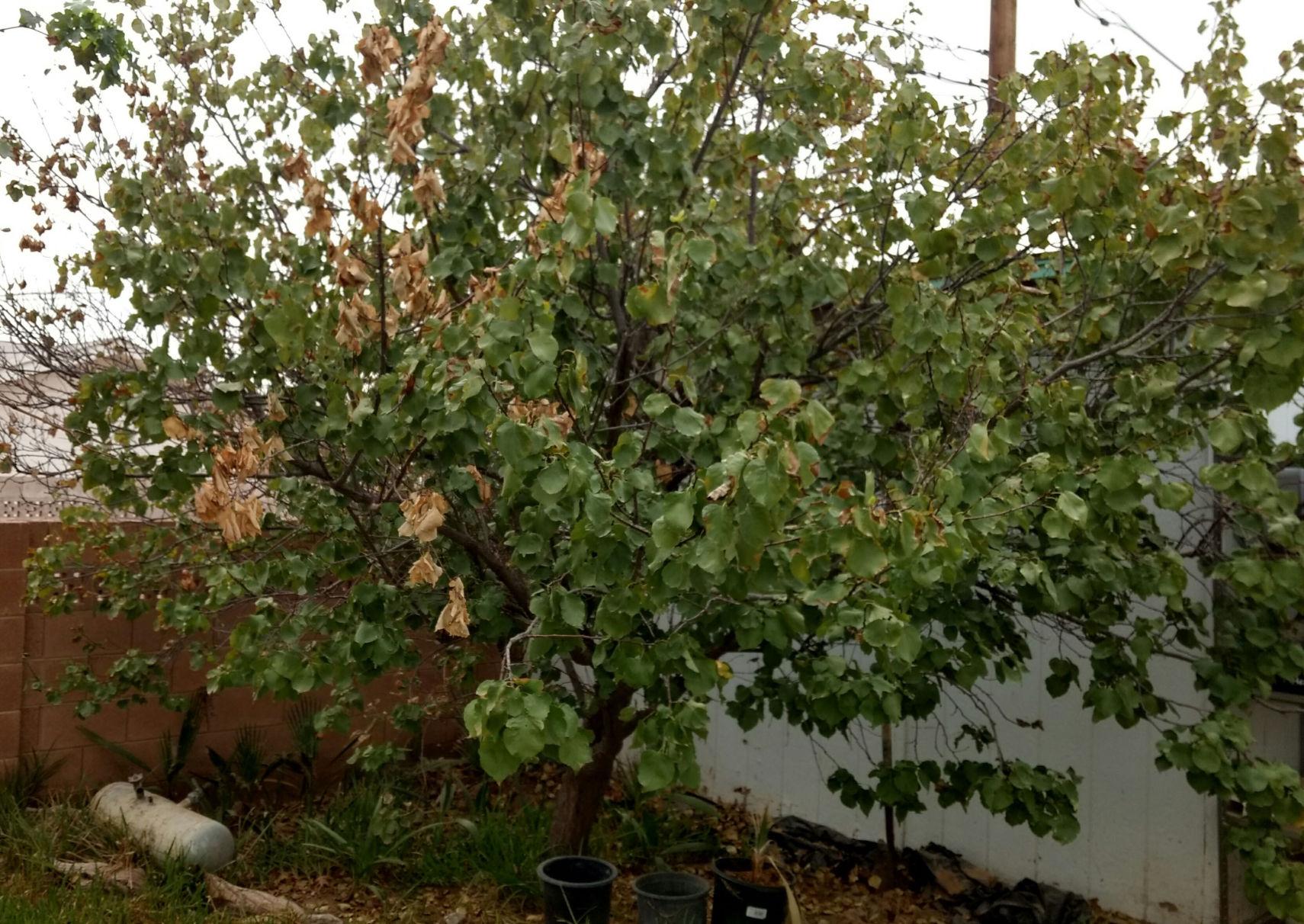 Arizona Gardeners Selecting deciduous fruit trees for desert climates Home And Hearth
