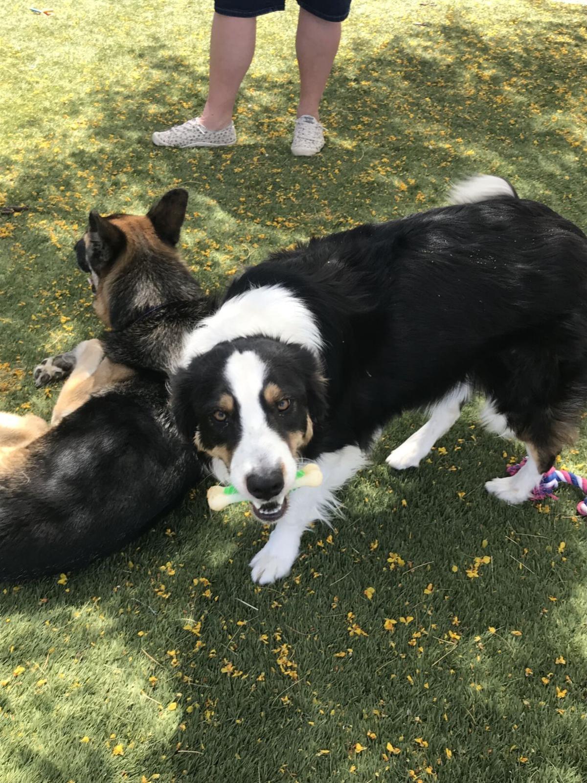 Keeping Fido Happy When Temperatures Rise Pinal Ways Pinalcentral Com