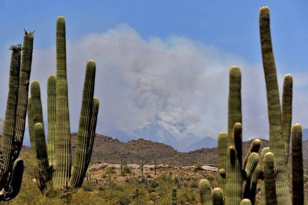Bush Fire