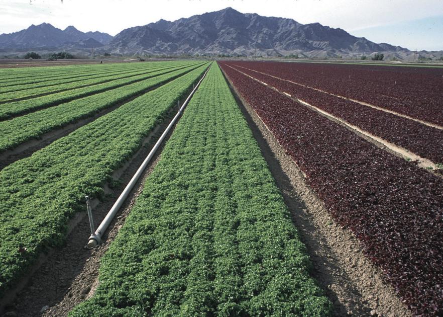 Arizona farms struggling to find legal workers Farm And Ranch