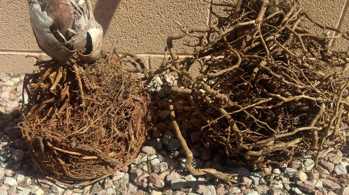Ash Tree Root System Gibson: Avoid constricted root systems in trees and shrubs | Home And