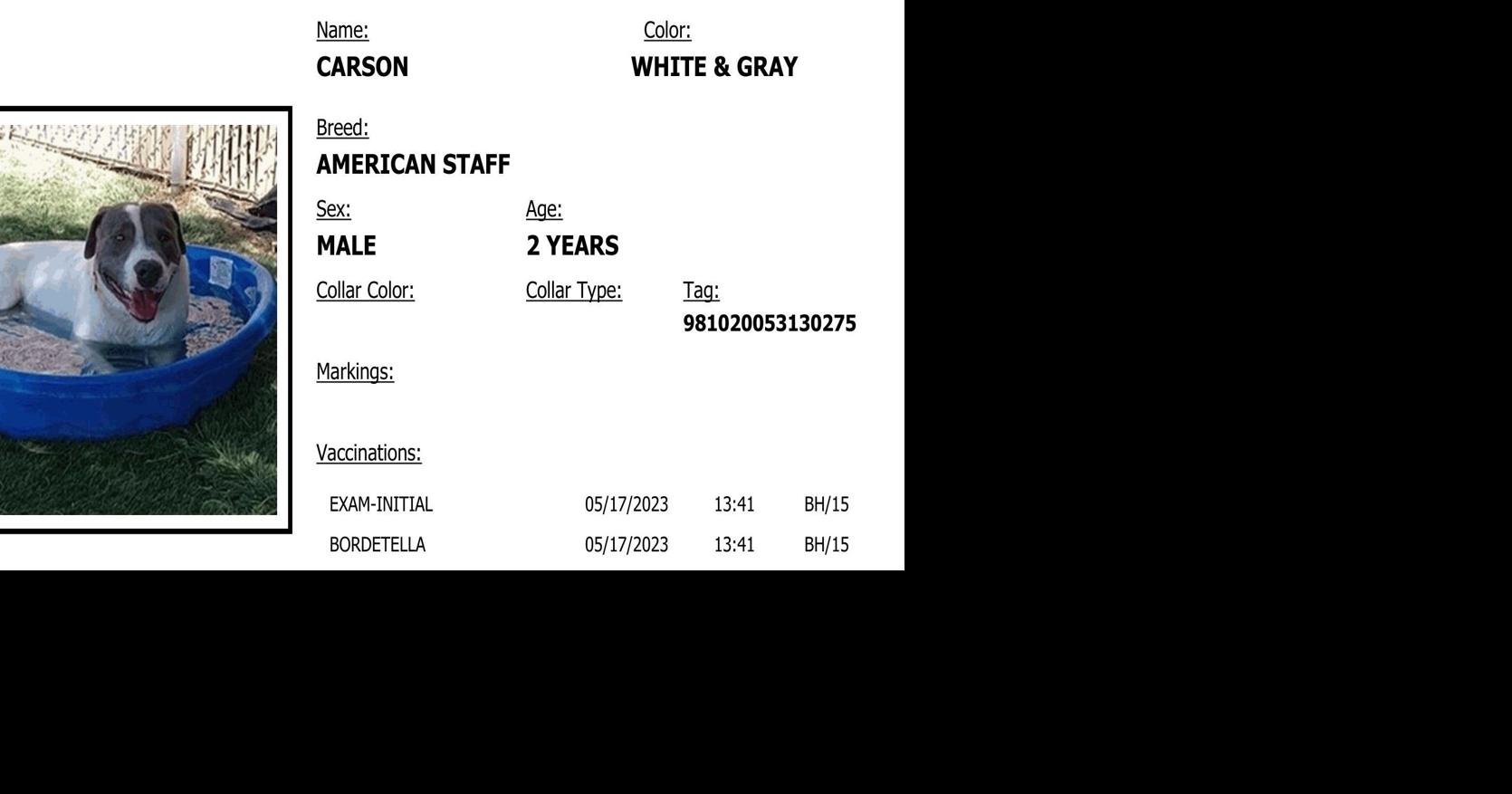 Dog at Pinal County Animal Control Center from Maricopa