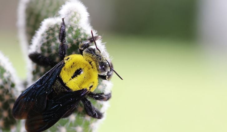 Sonoran Bumble Bee (University of Arizona Pollinator Field Guide) ·  iNaturalist