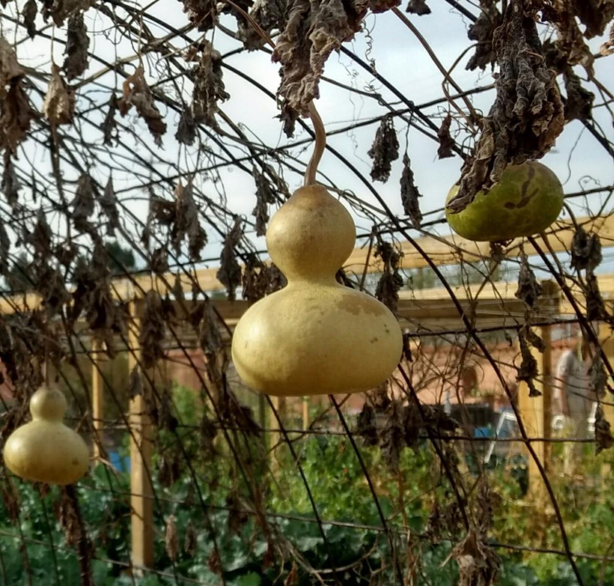 Gibson Growing ornamental gourds in Pinal County Trivalley Dispatch