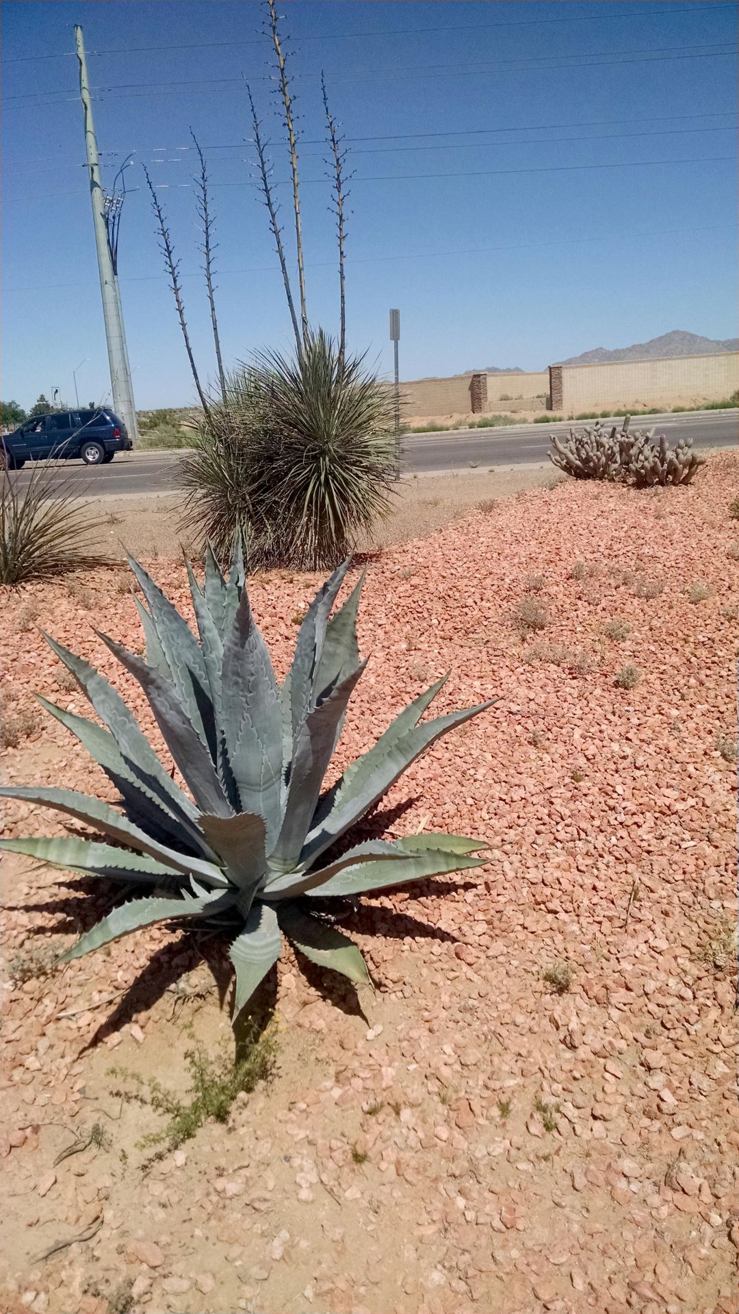 Arizona Gardeners Succulent plants look good in landscape