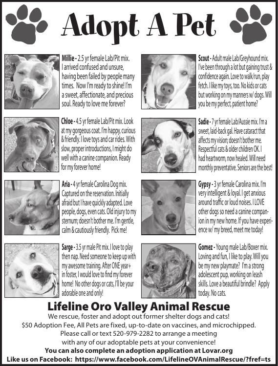 Lifeline Oro Valley Animal Rescue, 6/15/18 | Adopt A Pet 