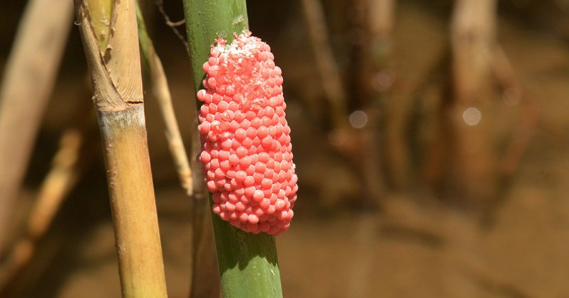 Officials target species of invasive snail in the lower Salt River ...