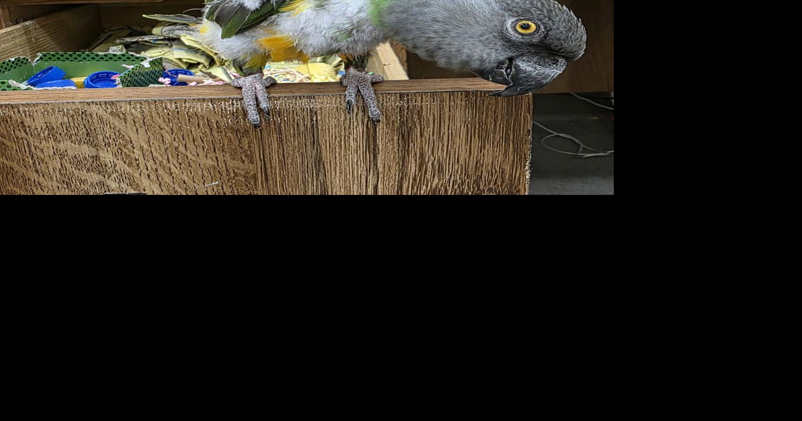 Parrot rescue aims to find homes for misunderstood pets