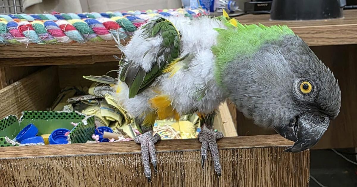 Parrot rescue aims to find homes for misunderstood pets