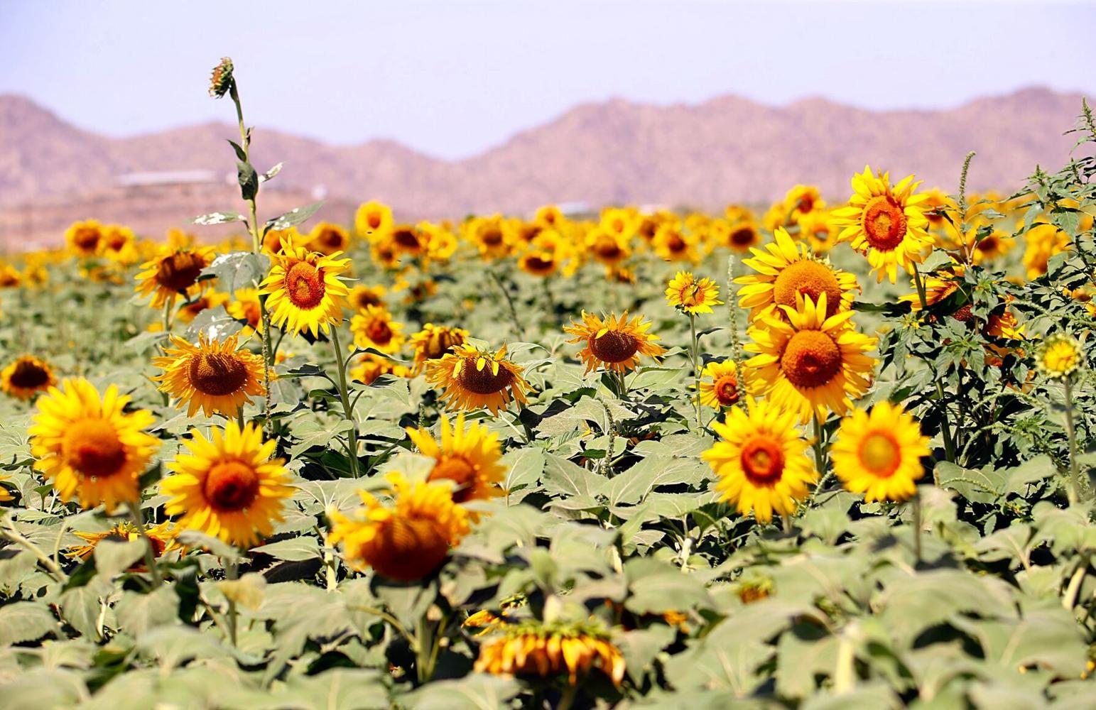 Sunflower farm in Maricopa more than just a pretty field News