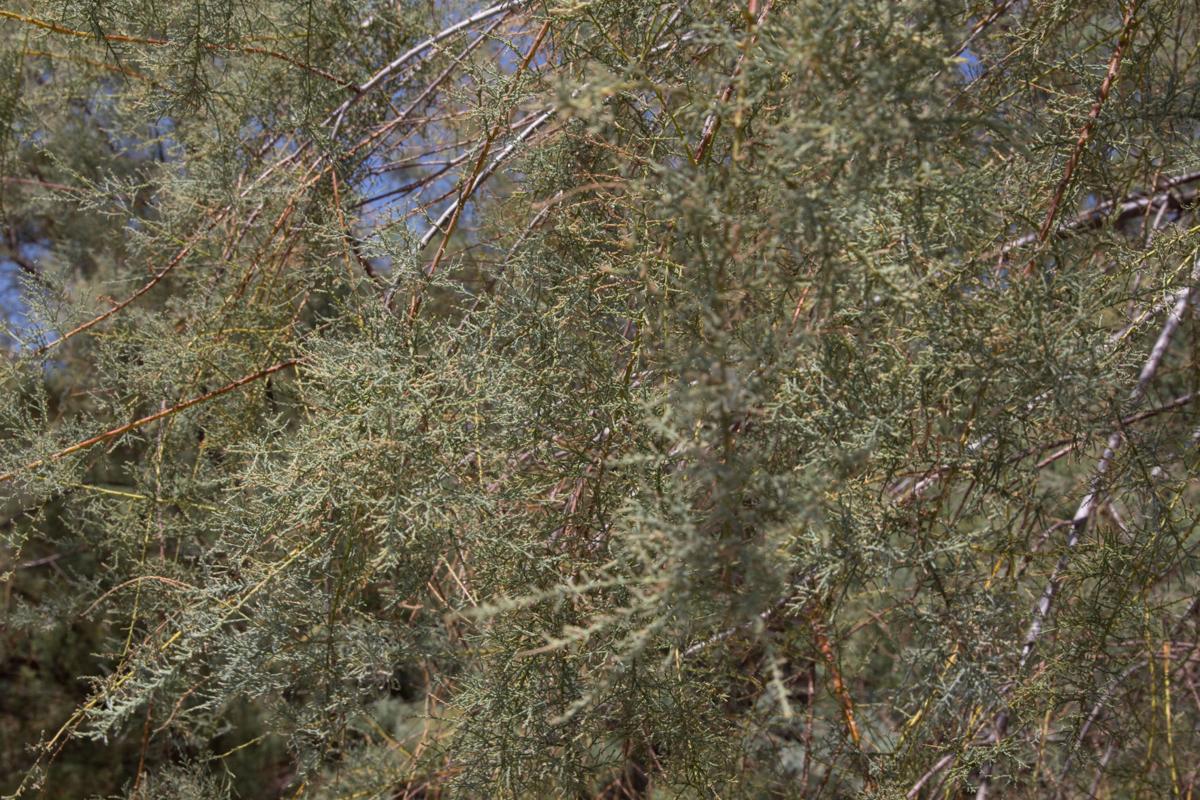 Officials to cut salt cedar trees invading Gila River bed Arizona
