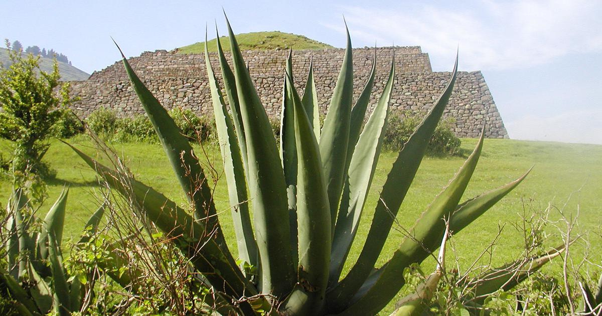 New book by ASU professor tracks a terraced landscape first built by ...