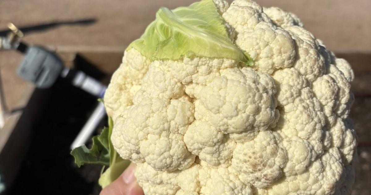 New community garden opens on United Methodist Church campus