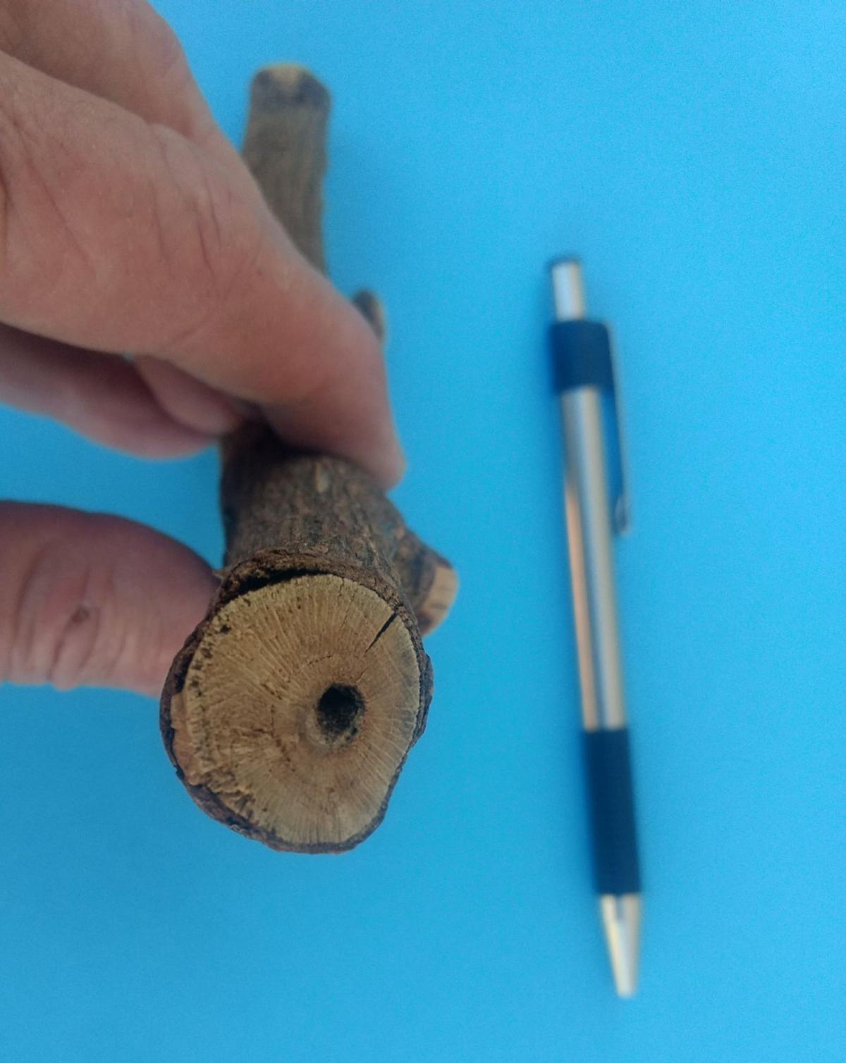 Gibson Rose cane borers come in various forms Home And Hearth