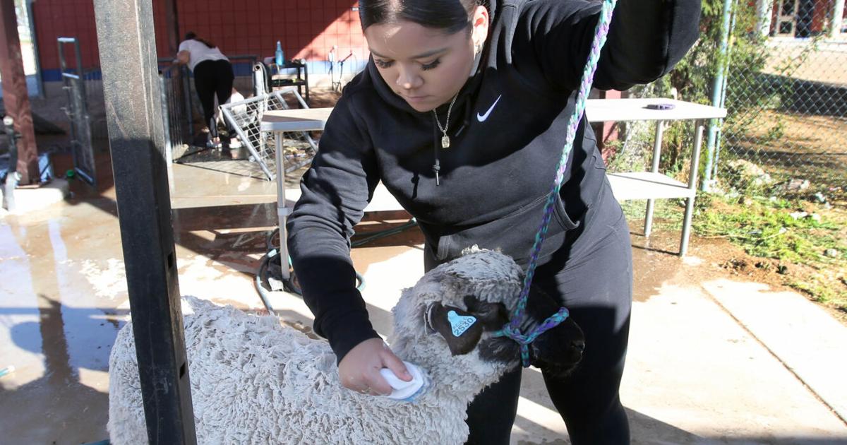 Ffa Animals CHS FFA has large livestock showing, many animals on campus | Coolidge ...