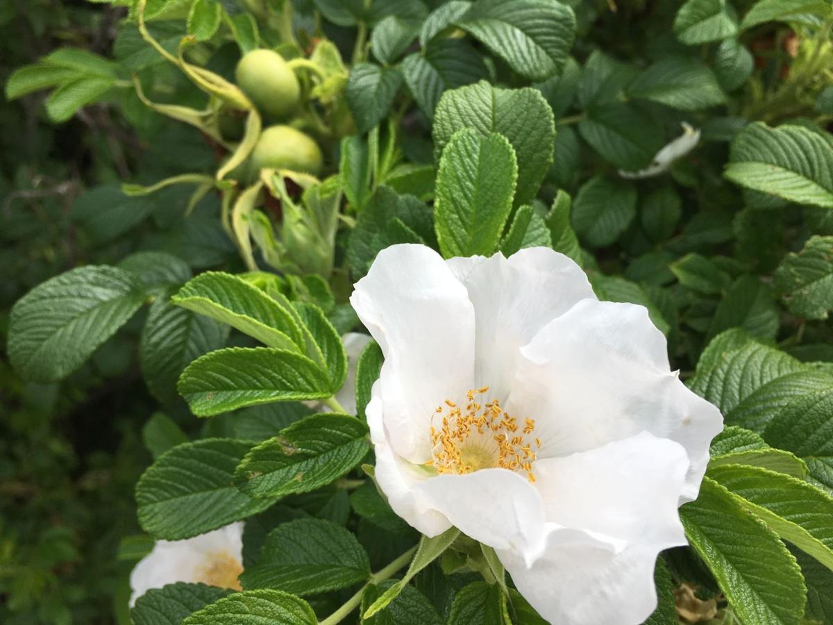 Edible plants in maine